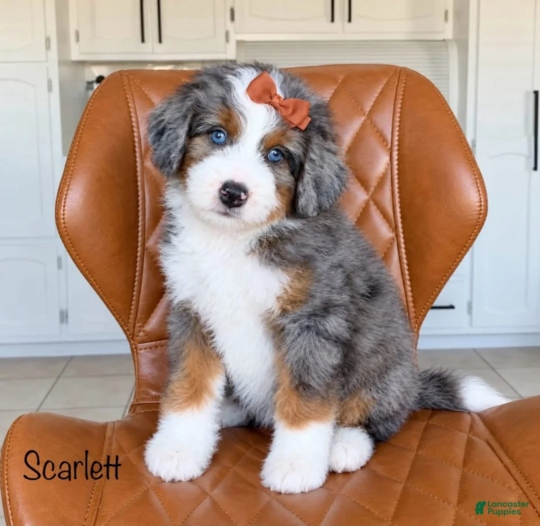 Bernedoodle dogs for sale: Scarlett - Ad 1