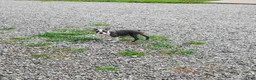Boston Terrier dogs for sale: Ritzy - Ad 3