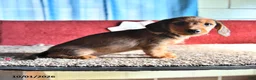 Mixed Breed dogs for sale: Judy - Ad 3