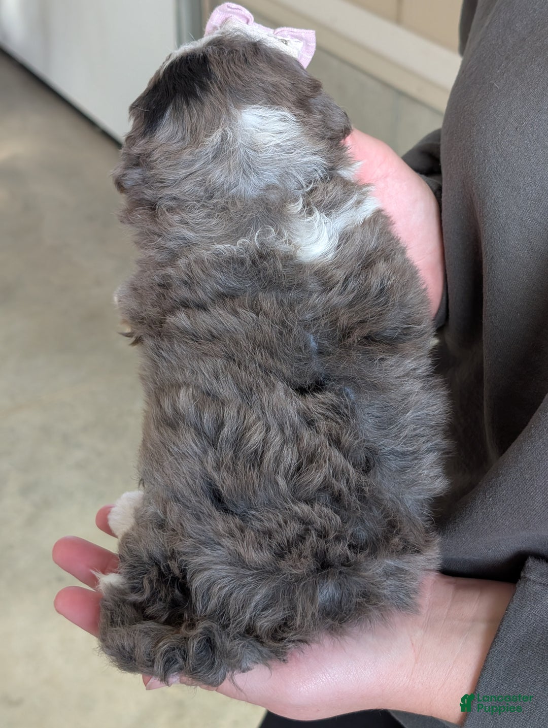 Mini Bernedoodle dogs for sale: Mini Emmie  - Ad 15