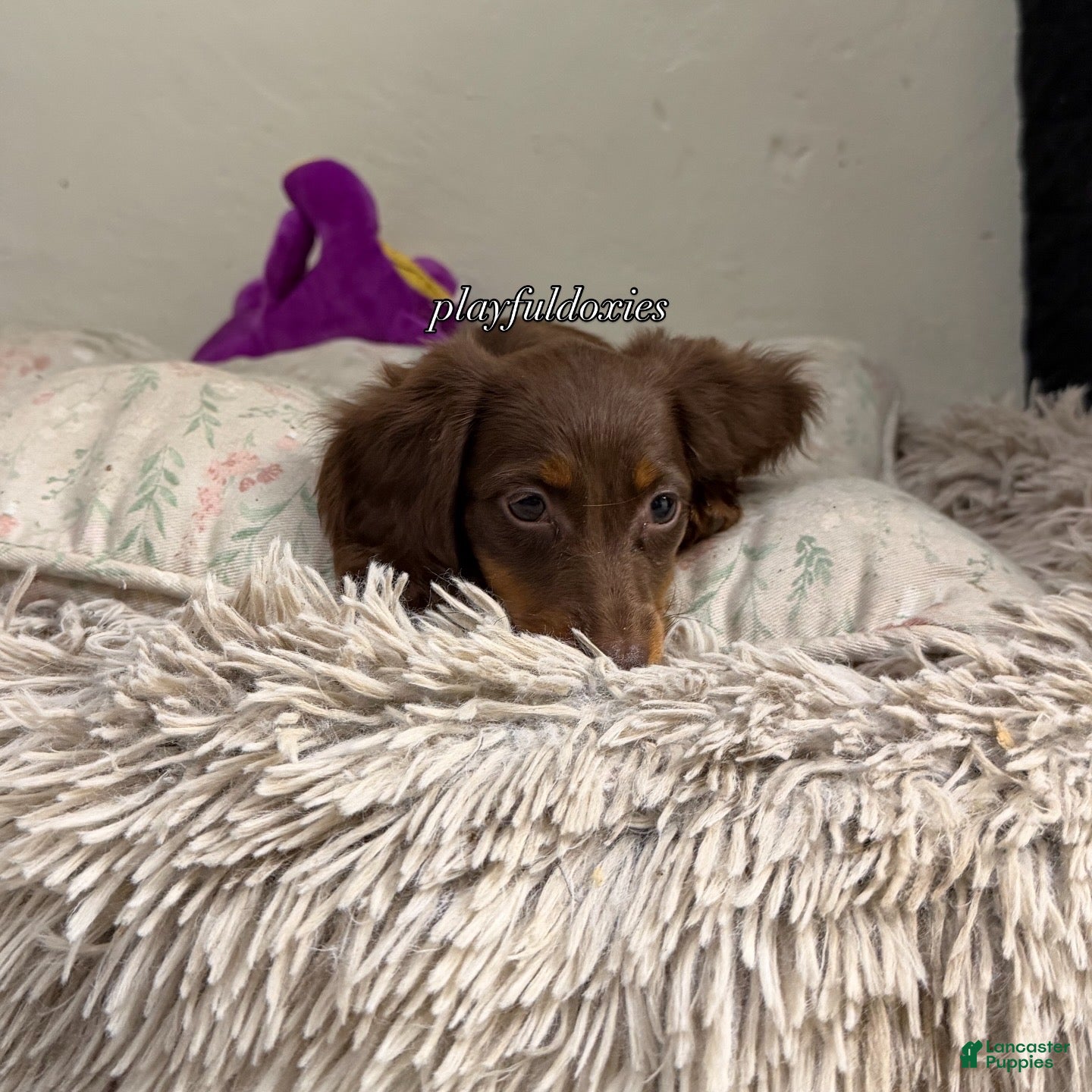 Dachshund dogs AKC Black & Tan Brindle Long Haired Male Dachshund Male ALL Clear - Ad 2