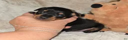 Miniature Pinscher dogs for sale: AKC Chester - Ad 6