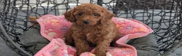 Toy Poodle dogs for sale: Vic - Ad 5