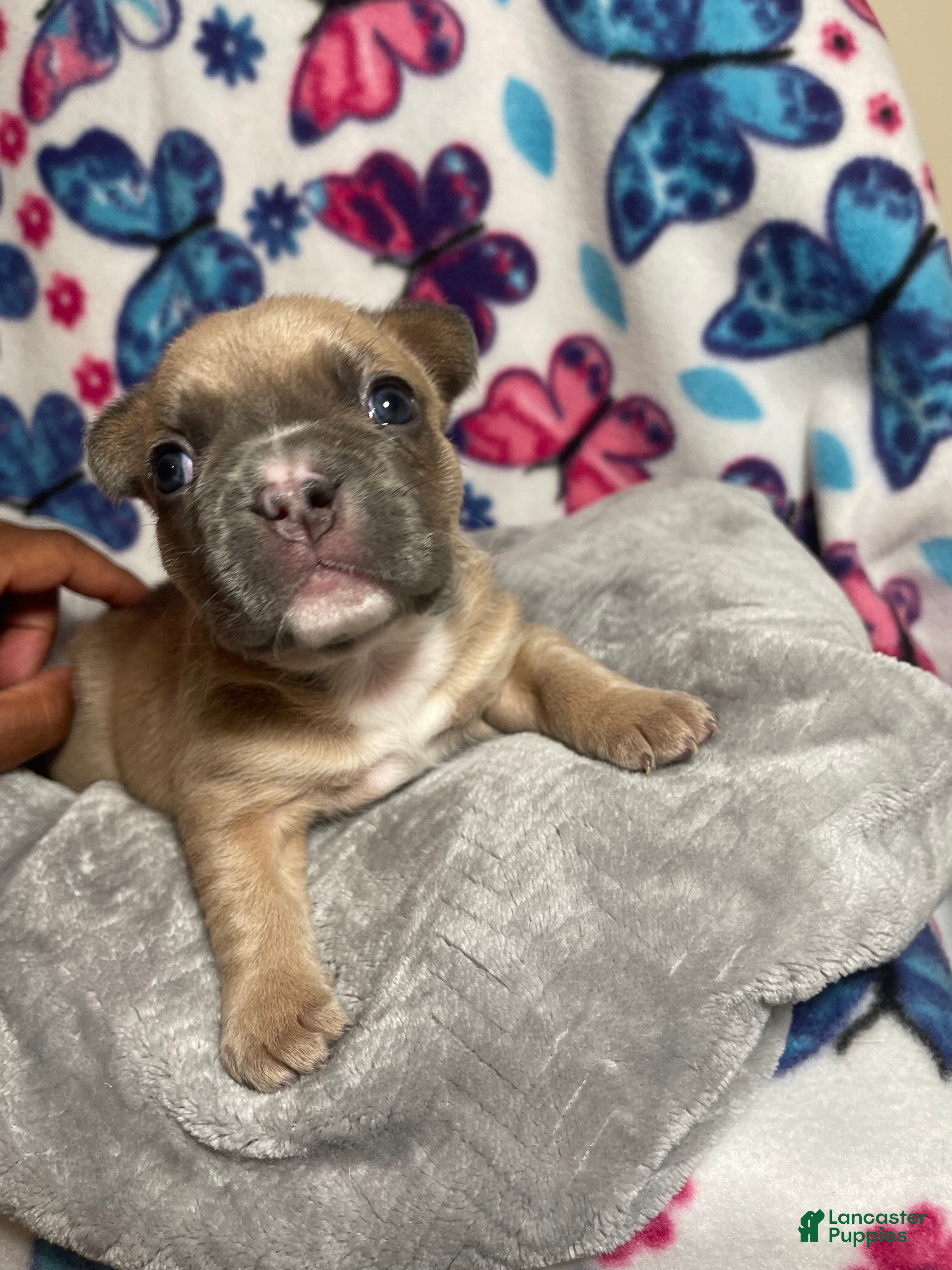 French Bulldog dogs Sasha  - Ad 4