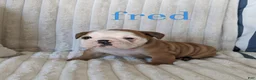 English Bulldog dogs for sale: AKC Fred  - Ad 6