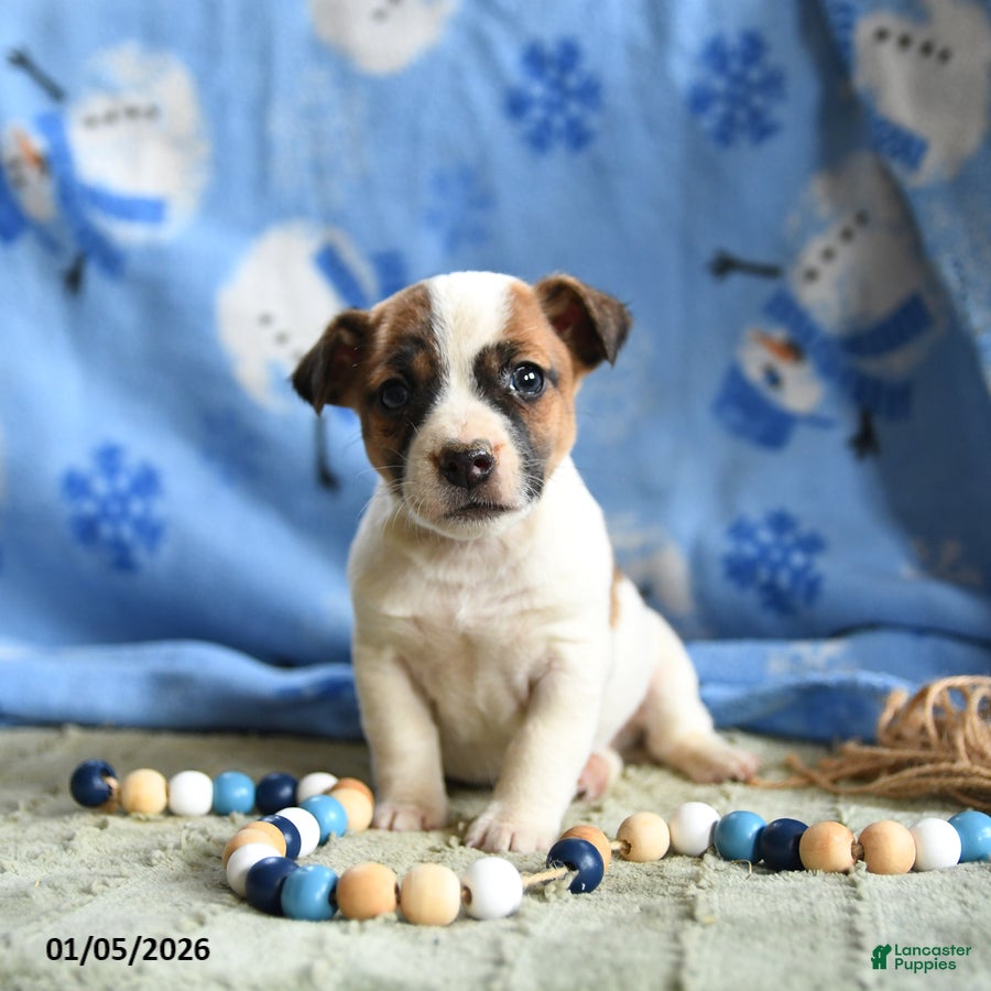 Jack Russell Terrier dogs Pretzel - Ad 32