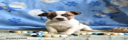 Jack Russell Terrier dogs for sale: Pretzel - Ad 1