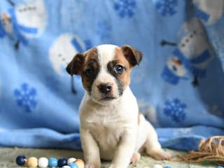 Jack Russell Terrier dogs for sale: Pretzel - Ad 2