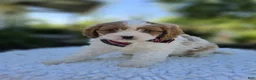 Cavapoo dogs for sale: Randy - Ad 4