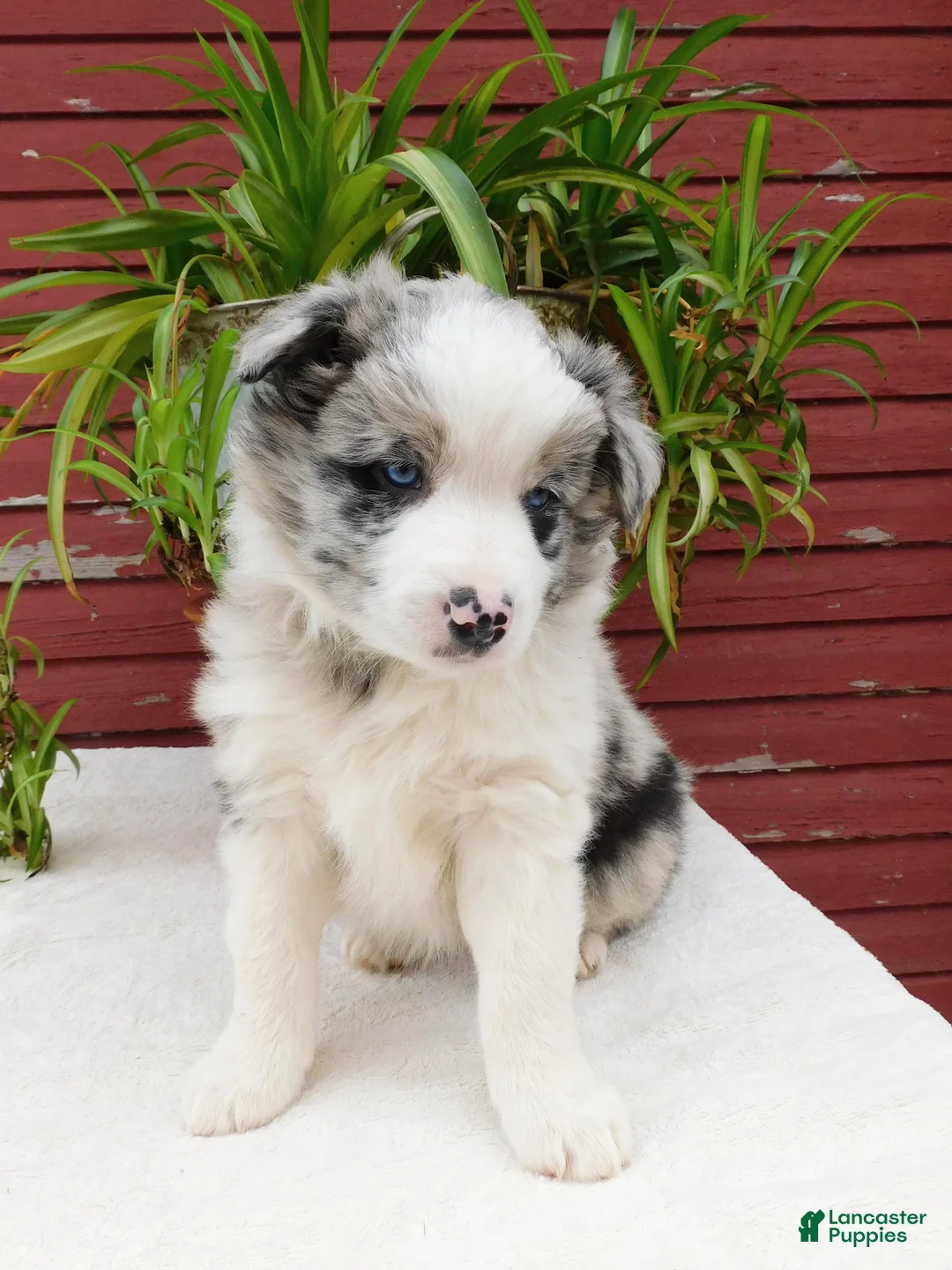 Border Collie dogs for sale: Tirzah - Ad 2