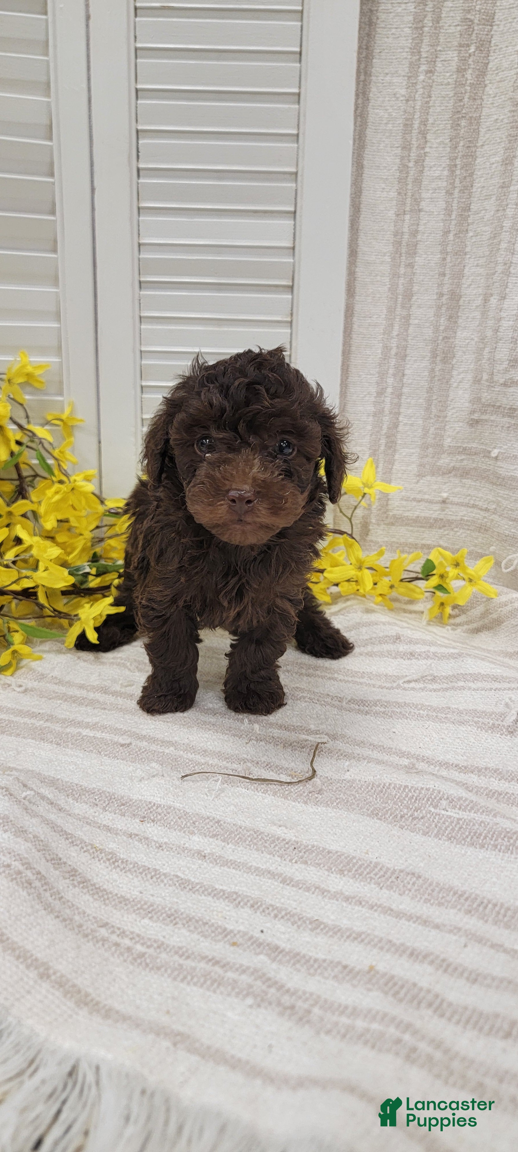 Toy Poodle dogs Ryder - Ad 1