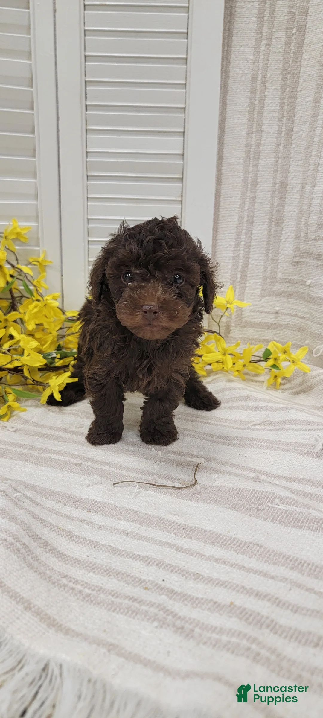 Toy Poodle dogs for sale: Ryder - Ad 1