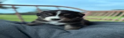 Australian Shepherd dogs for sale: Stetson  - Ad 6