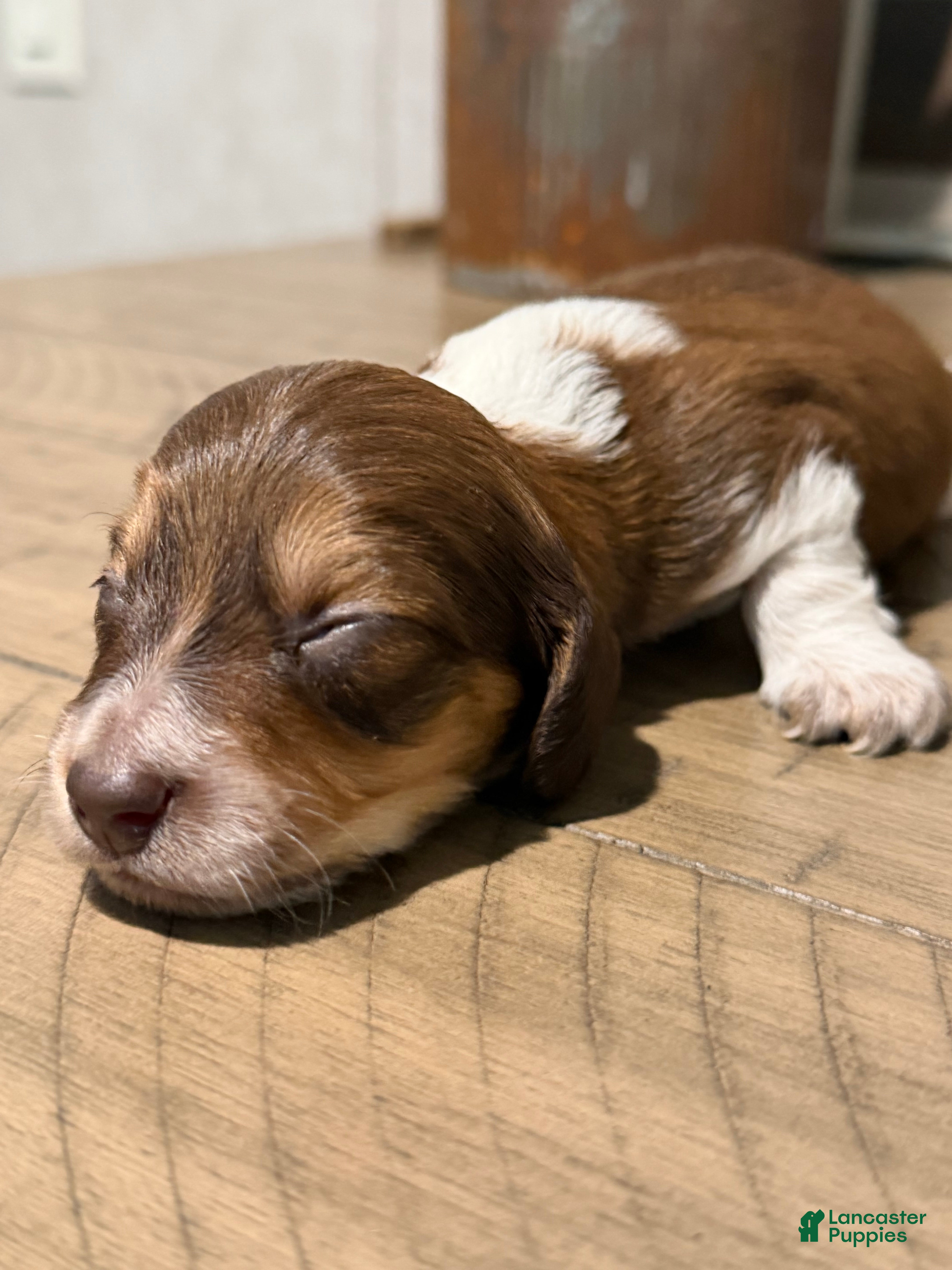 Miniature Dachshund dogs Bandit - Ad 1