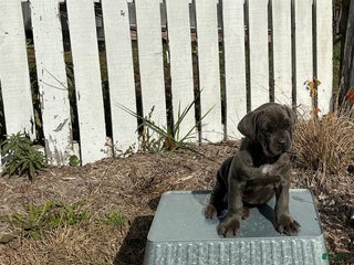 Cane Corso dogs - Ad 9