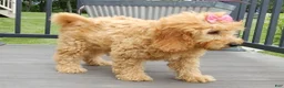 Mini Goldendoodle dogs for sale: Lela-MEDIUM - Ad 3
