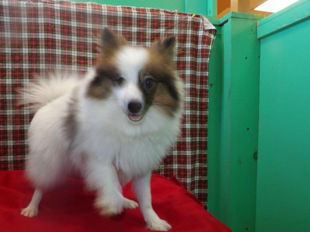 Pomeranian dogs for sale: Candy - Ad 1