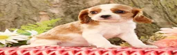 Cavalier King Charles Spaniel dogs for sale: Zaylee - Ad 3