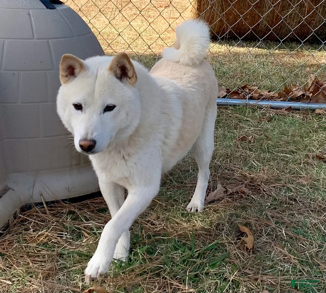 Shiba Inu dogs for sale: Shiba Inu Puppy 6 - Ad 7