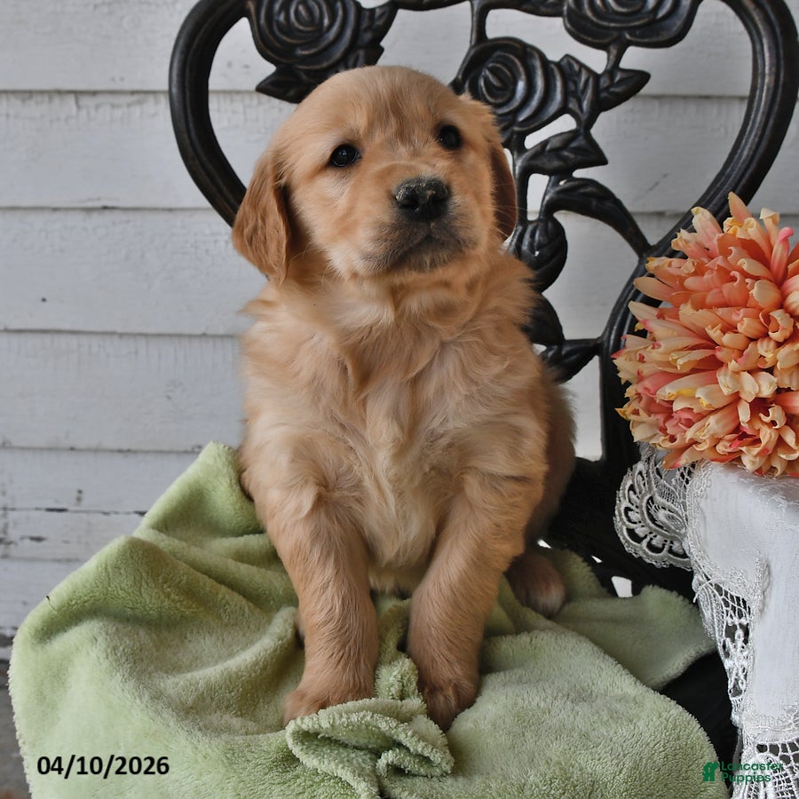 Golden Retriever dogs Maddie - Ad 2