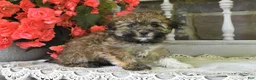 Havanese dogs for sale: Rover - Ad 4