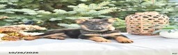 German Shepherd dogs for sale: Autumn - Ad 4