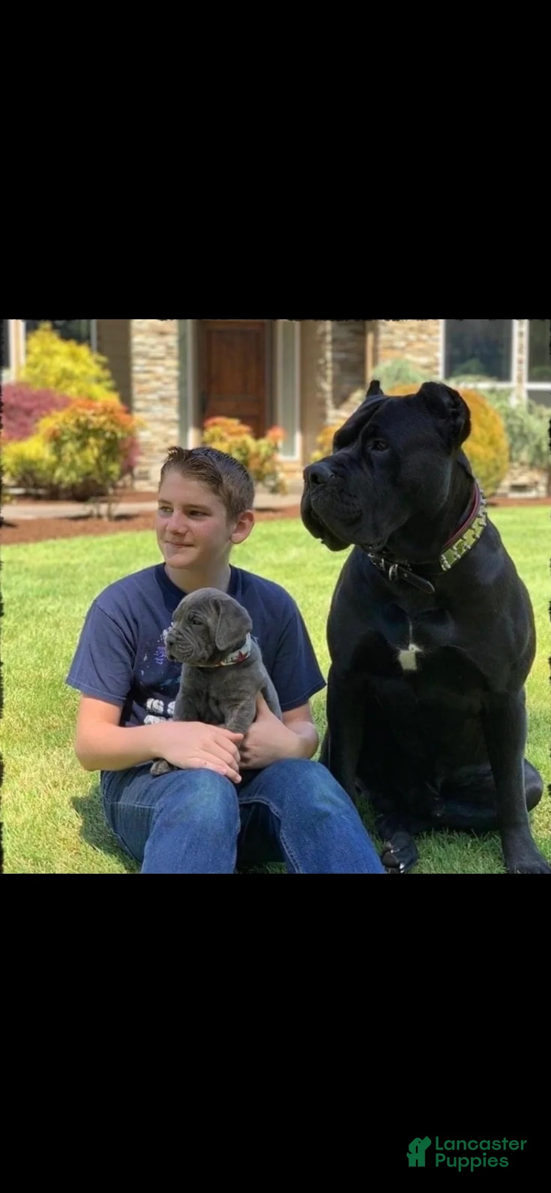 Mixed Breed dogs for sale: Mixed Breed Puppy 2 - Ad 11