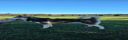Siberian Husky dogs for sale: Finn(akaZack) - Ad 3