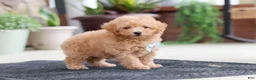 Maltipoo dogs for sale: Kevin - Ad 5