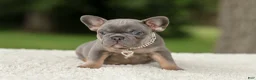 French Bulldog dogs for sale: Duke - Ad 7