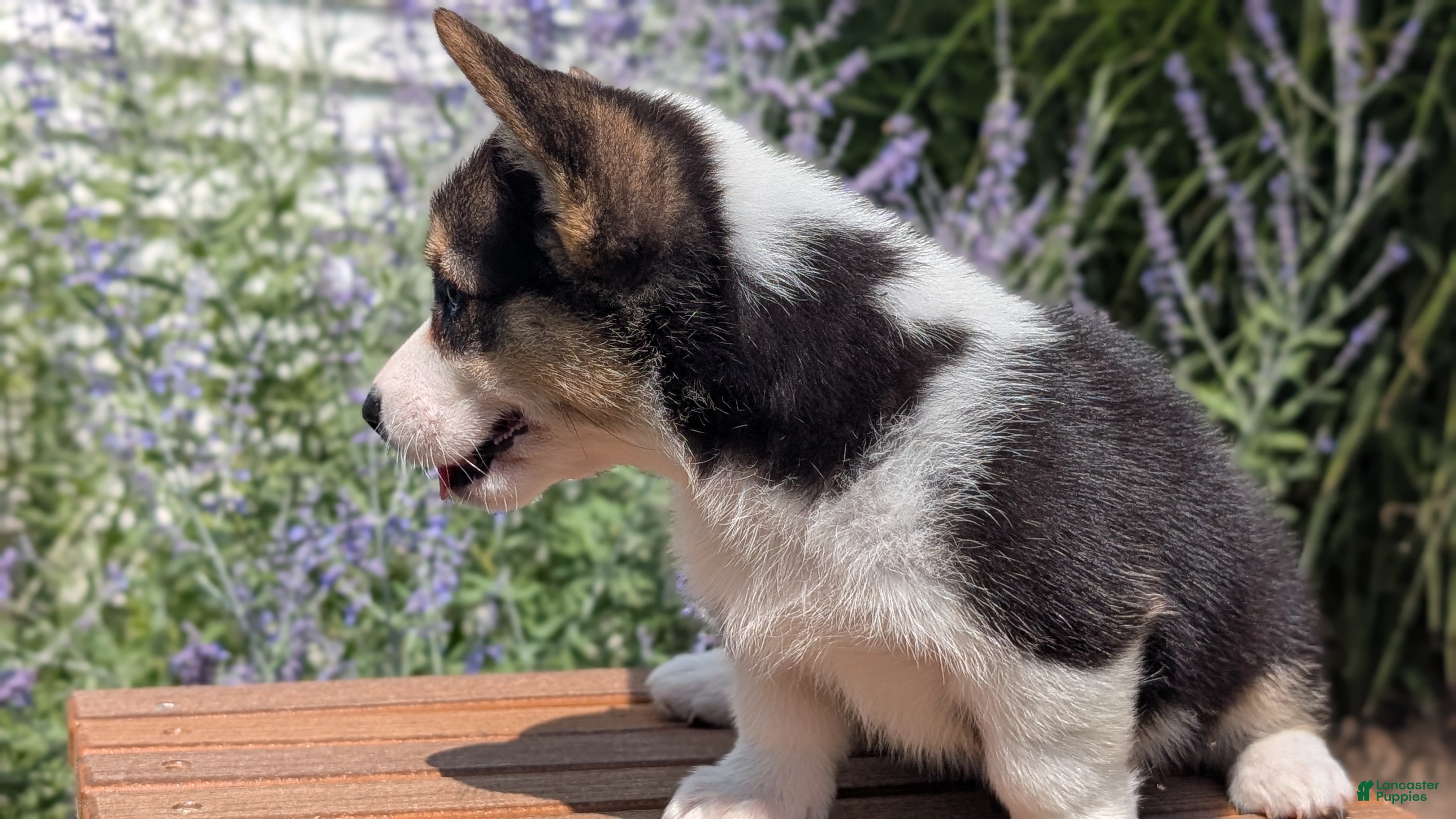 Welsh Corgi Pembroke dogs Lanie - Ad 2