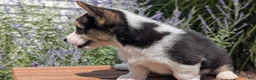 Welsh Corgi Pembroke dogs for sale: Lanie - Ad 2