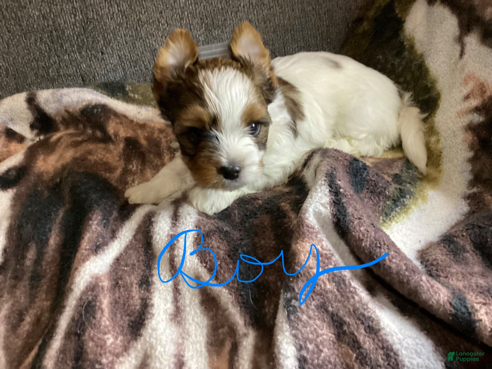 Biewer Terrier dogs Biewer Terrier Puppy 1 - Ad 5