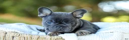 French Bulldog dogs for sale: Digger - Blue & Tan - Ad 10