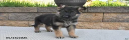 German Shepherd dogs for sale: Ozzie - Ad 5