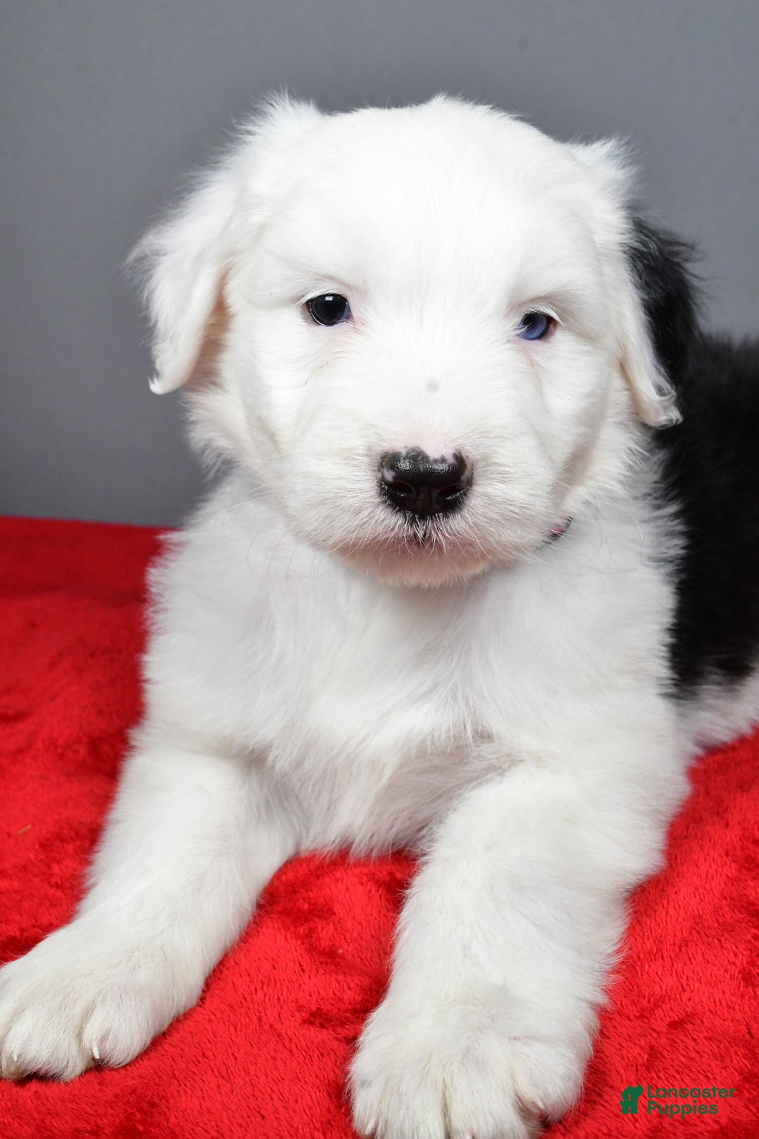 Old English Sheepdog dogs for sale: Bella - Ad 5