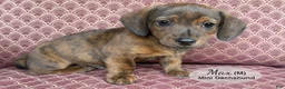 Miniature Dachshund dogs for sale: Max - Ad 4