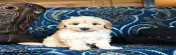 Cavapoo dogs for sale: Sherlock - Ad 2