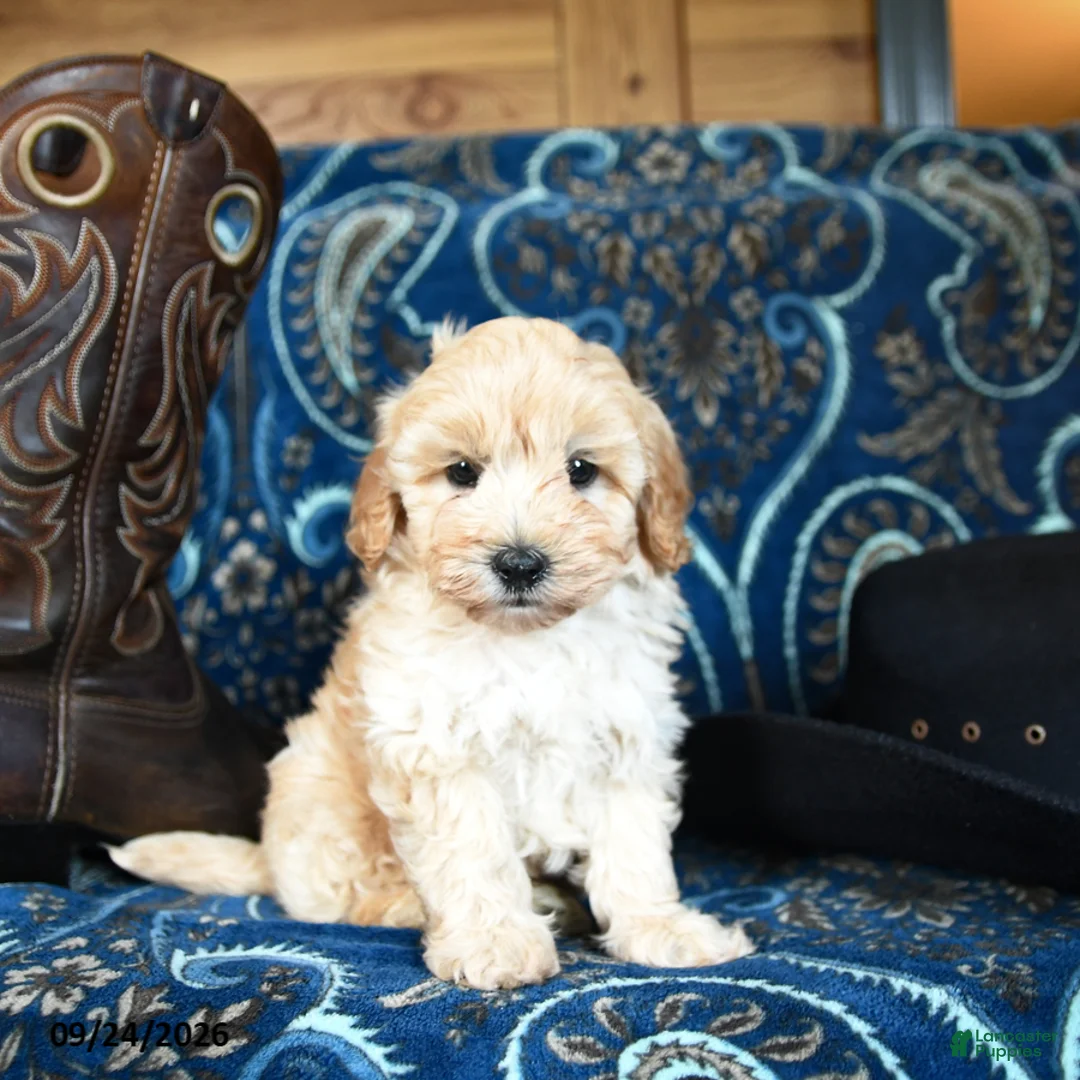 Cavapoo dogs for sale: Sherlock - Ad 2