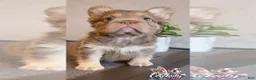 French Bulldog dogs for sale: FENDI - ISABELLA TAN BIG ROPE - CA-USA DELIVERY - Ad 7