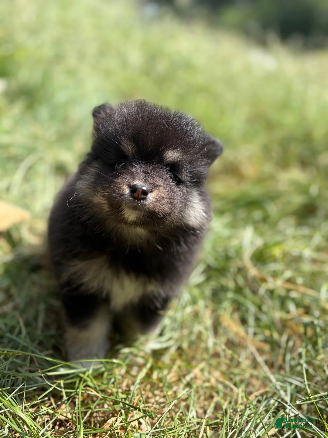 Pomeranian dogs for sale: Pomeranian 1 - Ad 2