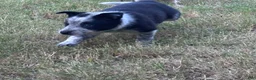 Mixed Breed dogs for sale: Black Collar - Ad 3