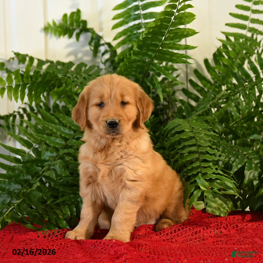 Golden Retriever dogs for sale: Brandy - Ad 1