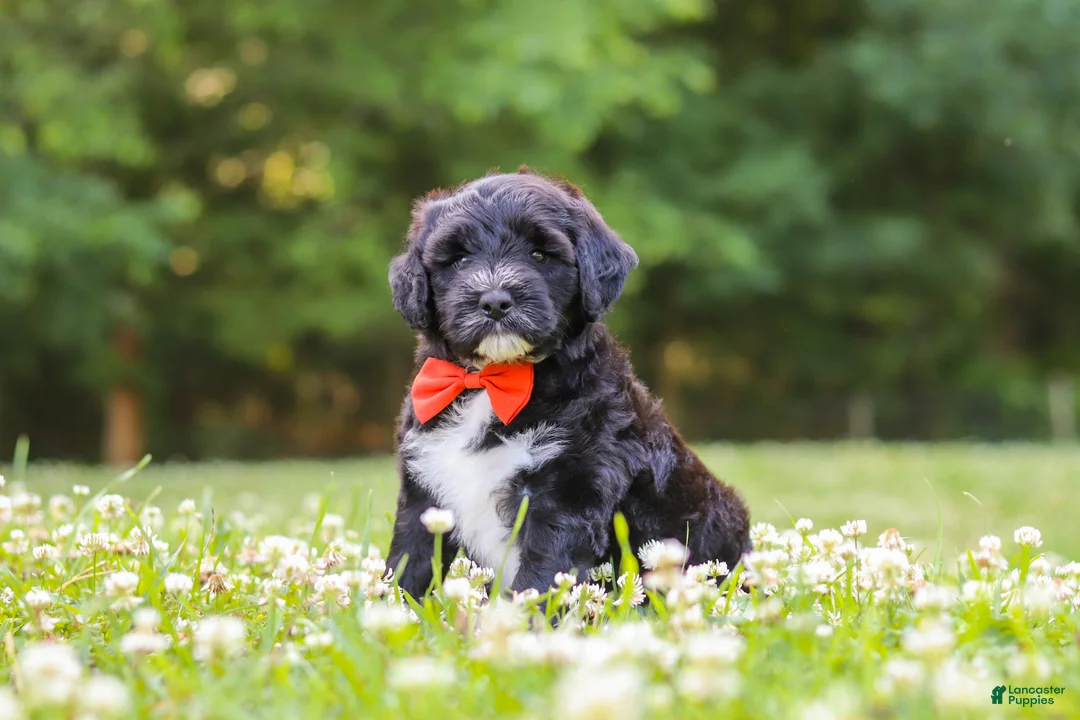 Portuguese Water Dog dogs for sale: Logan - Ad 2