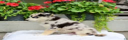 Mixed Breed dogs for sale: Lindor  - Ad 4