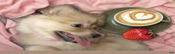 Pomeranian dogs for sale: Pomeranian 1 - Ad 11