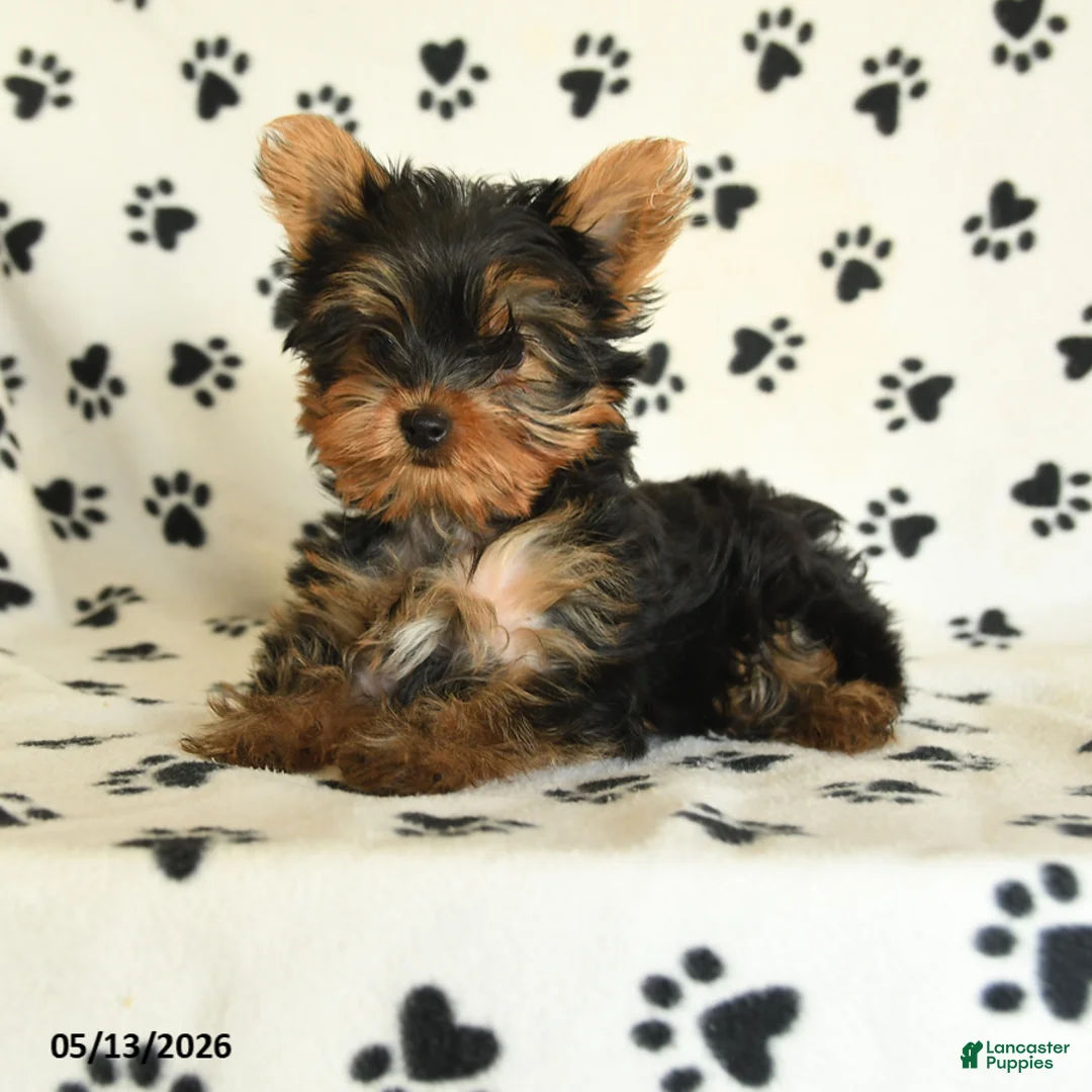 Yorkshire Terrier dogs for sale: Shelby - Ad 1