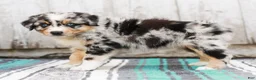Australian Shepherd dogs for sale: Tulip - Ad 5