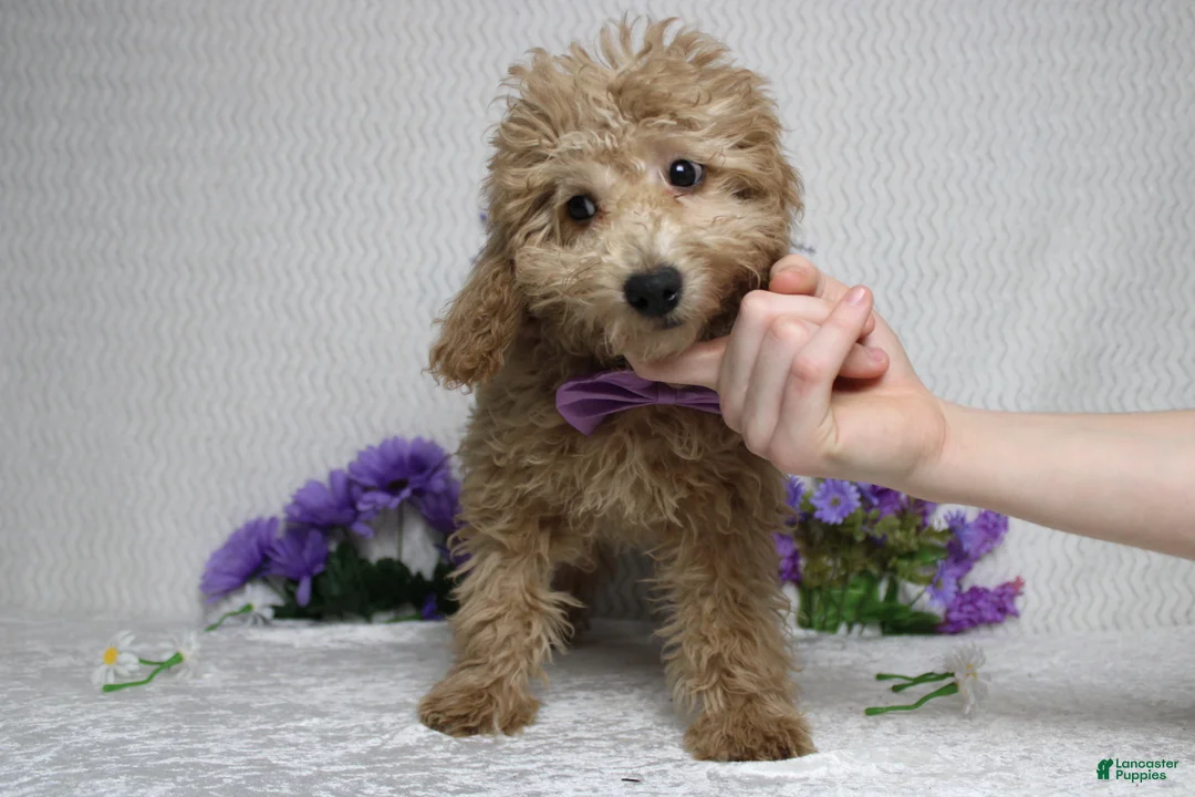 Toy Poodle dogs for sale: Buckeye - Ad 4