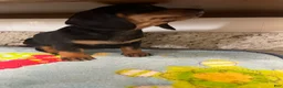Miniature Dachshund dogs for sale: Aurora  - Ad 8